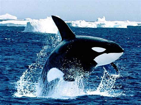 Orca .